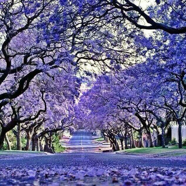 jacaranda