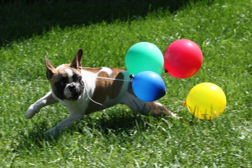 puppyballoon