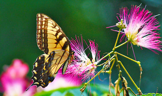 swallowtail