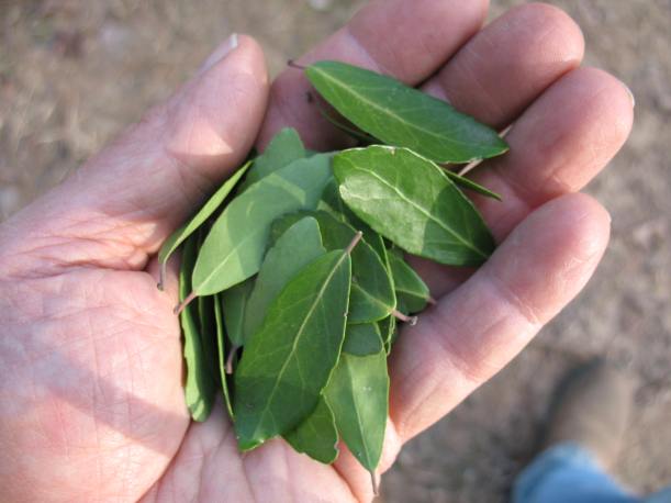 handful leaves