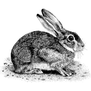 rabbit